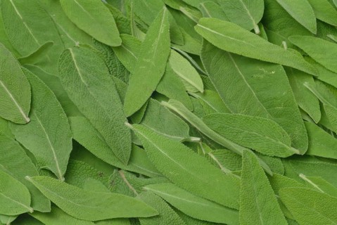 Common sage