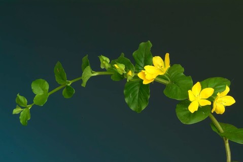 Creeping jenny