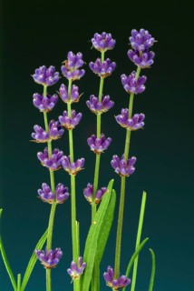 True lavender or narrow-leaved lavender