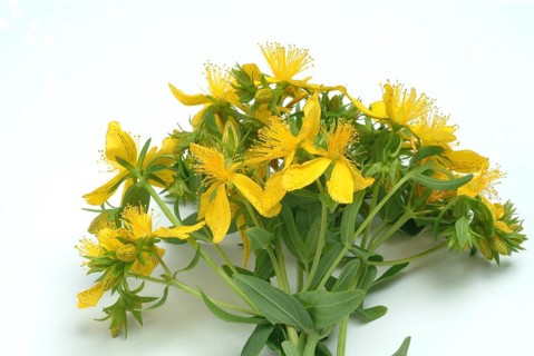 Medicinal plant St. John's wort