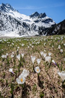 Meadow full of white and purple crocuses