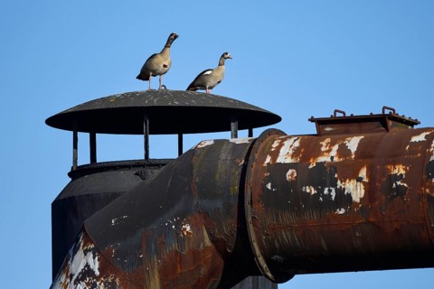 Egyptian goose