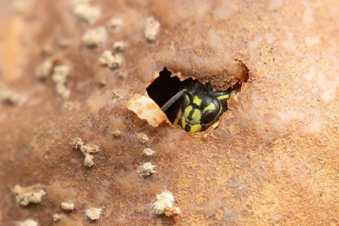Common wasp
