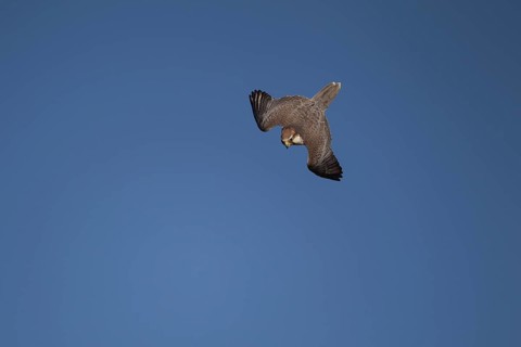 Lanner falcon