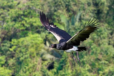 Flying Horned Screamer