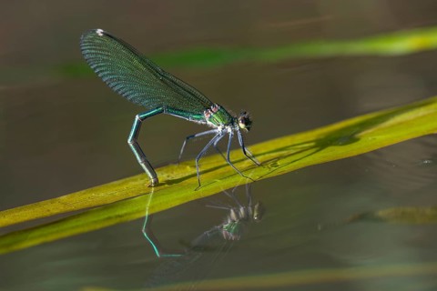 Banded demoiselle