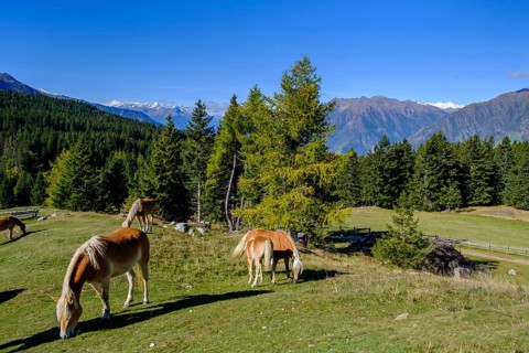 Haflinger