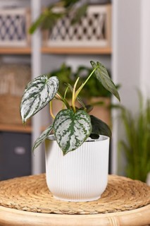 Small exotic 'Philodendron Brandtianum' houseplant with silver pattern on leaves in flower poto on table