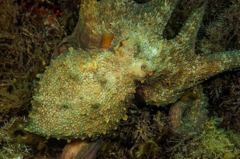 Common octopus