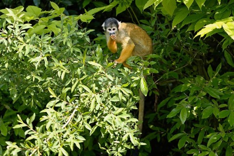 Black-capped squirrel monkey