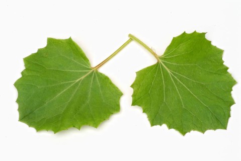 Coltsfoot