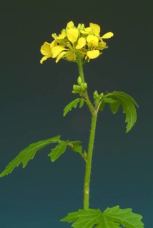 Medicinal plant White mustard