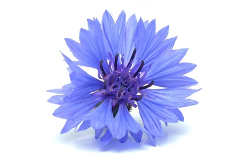 Cornflower