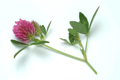 Meadow clover