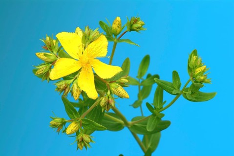 Medicinal plant St. John's wort