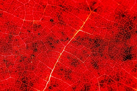 Close-up of the leaf veins and vascular bundles of a red leaf blade