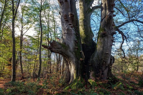 Common beech