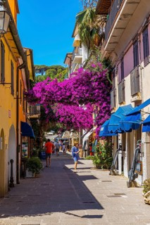 Pedestrian zone of Azzurro with purple bougainvillea