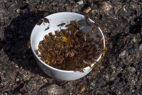 Wasps