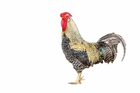 Farmyard rooster with beautiful colourful feathers. Clipping on a white background. France