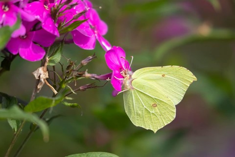 Common brimstone