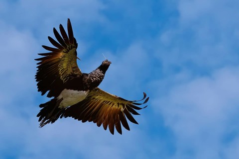 Flying Horned Screamer