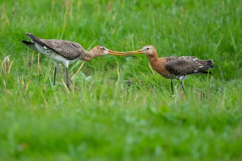 Black-tailed Godwit