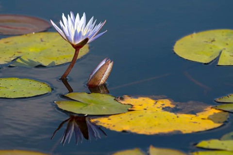Water lily