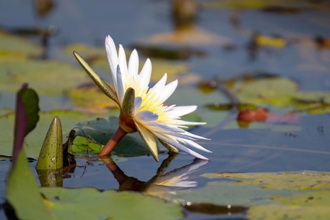 Water lily