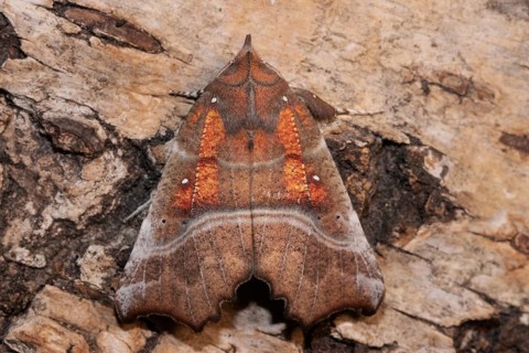 Scalloped owl with closed wings sitting on tree trunk from behind