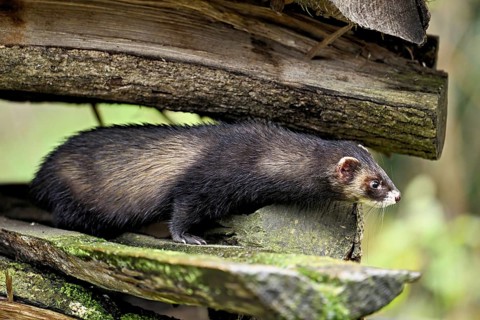 European polecat
