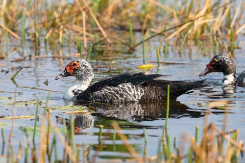 Warty Duck