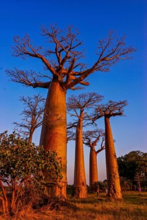 Avenue de Baobabs at sunset near Morondavia