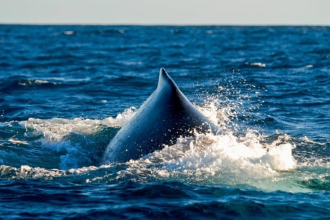 Humpback whale