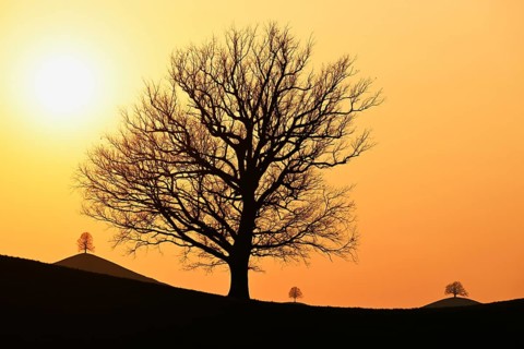 Silhouettes of an oak tree