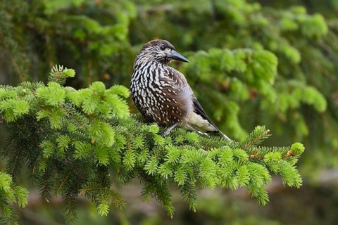 Spotted nutcracker