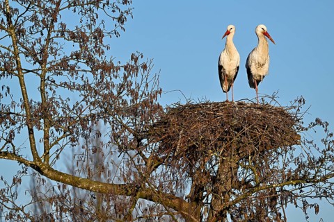 Two white storks