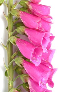 Common foxglove