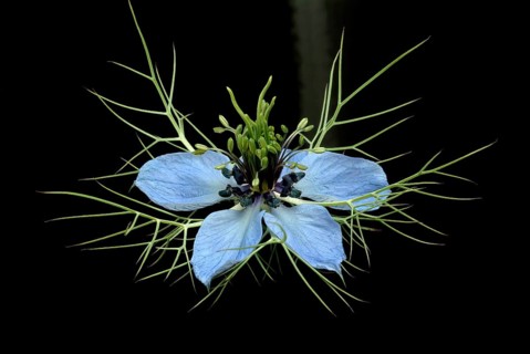 Black cumin