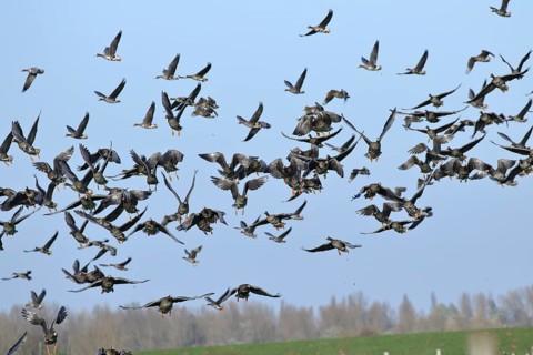 Greater white-fronted geese