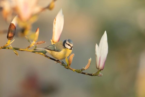 Blue tit