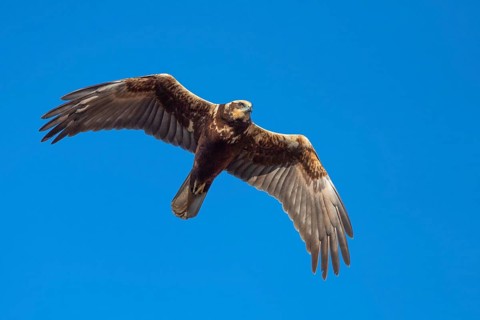 Western marsh-harrier