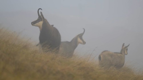 Chamois