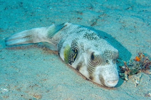 White-spotted puffer