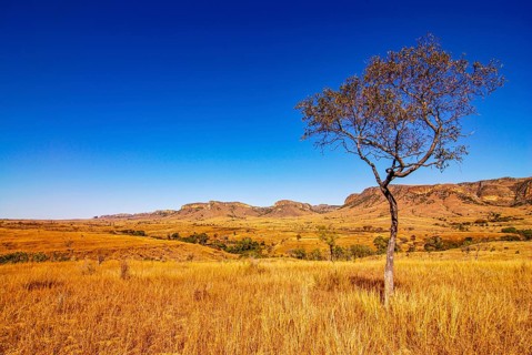 Savannah in the Isalo National Park