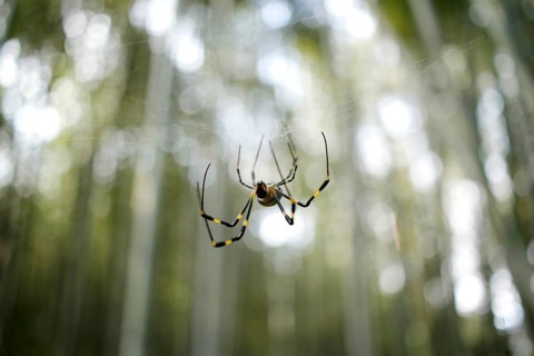 Joro spider