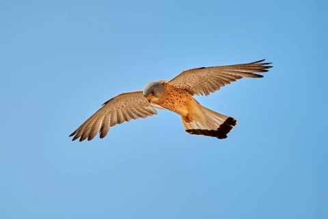 Lesser Kestrel
