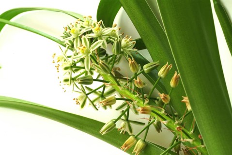 Medicinal plant genuine sea onion