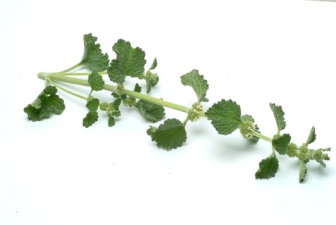 White horehound