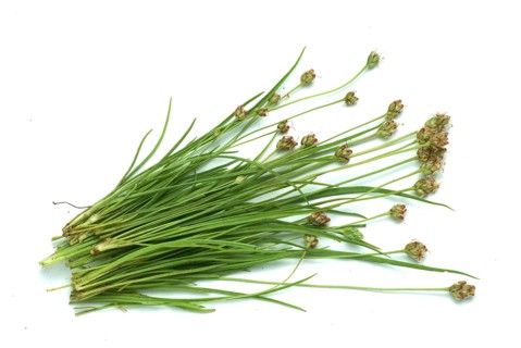 Plant species from the plantain genus